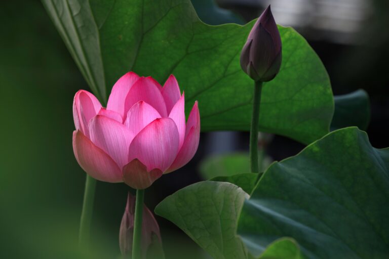 A vibrant pink lotus flower in full bloom amidst lush green leaves, captured outdoors.